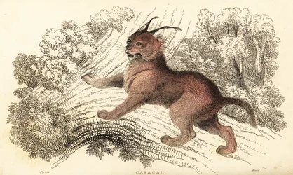 Karakal, Karakal Karakal., 1834 (grawerowanie)