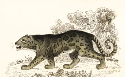 Pantera mglista, Neofelis nebulosa.,1834 (rycina)