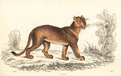 Puma, Puma concolor., 1834 (grawerowanie)