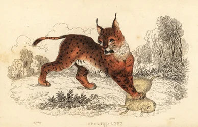 Ryś euroazjatycki, Lynx lynx.,1834 (ryty)