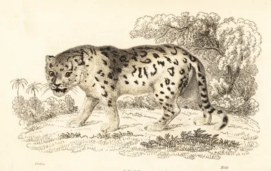 Jaguar, Panthera onca., 1834 (rycina)