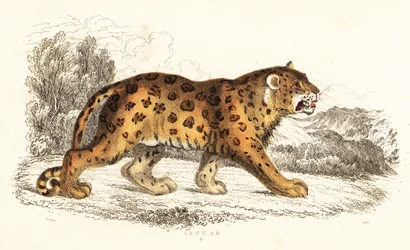 Jaguar, Panthera onca., 1834 (rycina)