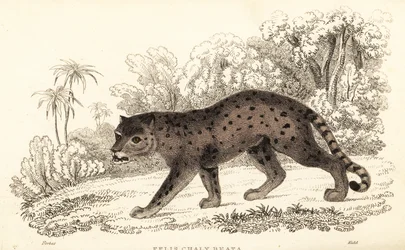 Jaguarandi, puma szanuje., 1834 (Ngaraving)