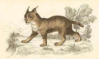 Kot z dżungli, Felis Chaus. ,1834 (grawerowanie)