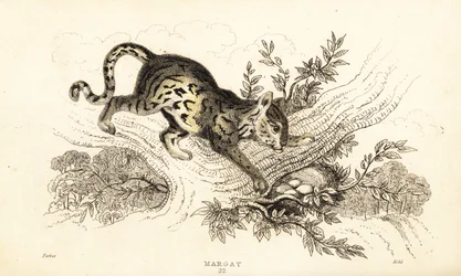 Margay, Leopardus wiedii.,1834 (rycina)