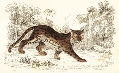 Margaj, Leopardus wiedii catenata. , 1834 (grawerowanie)