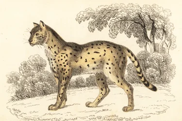 Serwal, Leptailurus serval.,1834 (grawerowanie)