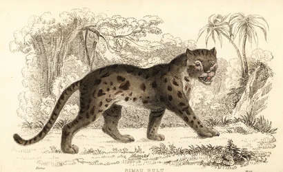 Sunda leopard, Prionailurus bengalensis subsp. sumatran. ,1834 (grawerowanie)