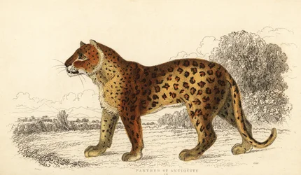 Pantera starożytności. ,1834 (grawerowanie)