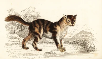 Dziki szylkretowy kot z Ameryki Południowej, Felis catus. ,1834 (grawerowanie)