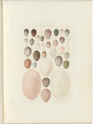 Jaja ptasie Wiktorii.niepublikowane folio Australia Terra Cognita autorstwa Williama Blandowskiego. 1855-56