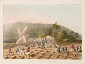 Sadzenie trzciny cukrowej, ok. 1820 r. (kolorowa rycina)