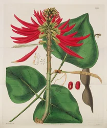 Magazyn Botaniczny, 1787-1833.
