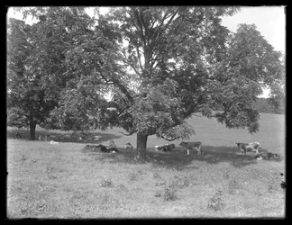 Krowy odpoczywające pod drzewem, prawdopodobnie farma McCready, hrabstwo Crawford, Pensylwania, ok. 1913 r.
