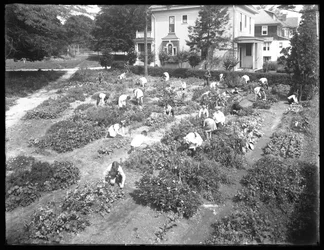 Ujęcie z dużego kąta dzieci pracujących w ogrodzie w Poppenhusen filii Biblioteki Publicznej Queens Borough, 14 sierpnia 1915