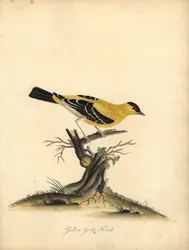 Szczygieł amerykański, Carduelis tristis. (Żółty szczygieł, Fringilla tristis) Ręcznie barwiony miedzioryt przedstawiający ilustrację autorstwa Williama Hayesa z Portretów rzadkich i ciekawych ptaków z Menażerii w Osterly Park.