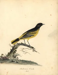 Wilga Baltimore, Icterus galbula. (Baltimore oriole, Oriolus baltimore) Ręcznie barwiony miedzioryt ilustracji autorstwa Matyldy Hayes z Portretów rzadkich i ciekawych ptaków Williama Hayesa z Menażerii Osterly Park, Londyn: Bulmer