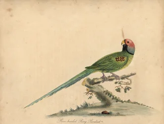 Papuga długogłowa , papuga różowata. (Róża-głowa papuga obrożna) Ręcznie barwiony miedzioryt ilustracji autorstwa Williama Hayesa i jego córki Matyldy Hayes z Portretów rzadkich i ciekawych ptaków Williama Hayesa z Menażerii Ost