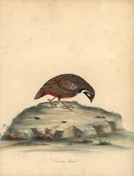 Przepiórka niebieska , Coturnix chinensis . (przepiórka chińska, Tetrao chinensis) Ręcznie barwiony miedzioryt ilustracji autorstwa Williama Hayesa z Portretów rzadkich i ciekawych ptaków z Menażerii Osterly Park, Londyn: Bulmer
