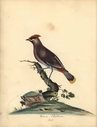 Jemiołuszka zwyczajna, Bombycilla garrulus. (Jemiołuszka, Ampelis garrulus) Ręcznie kolorowany miedzioryt według ilustracji A. (Ann) Hayes z 