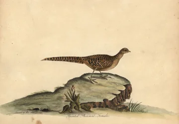 Bażant złocisty lub chiński, Chrysolophus pictus, samica. (Malowany bażant, Phasianus pictus) Ręcznie barwiony miedzioryt przedstawiający ilustrację autorstwa Ann i Emily Hayes z Portretów rzadkich i ciekawych ptaków Williama Hayesa z Menażerii w Osterly