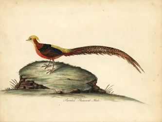 Bażant złocisty lub chiński, Chrysolophus pictus, samiec. (Malowany bażant, Phasianus pictus) Ręcznie barwiony miedzioryt przedstawiający ilustrację Williama Hayesa z Portretów rzadkich i ciekawych ptaków z Menażerii Osterly Park, Londyn: Bulmer
