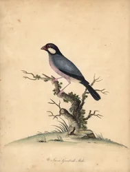 Wróbel jawajski, Lonchura oryzivora. Wrażliwy. (Java grubodziób, Loxea oryxivora) Ręcznie barwiony miedzioryt ilustracji autorstwa Williama Hayesa z Portretów rzadkich i ciekawych ptaków z Menażerii Osterly Park, Londyn: Bulmer