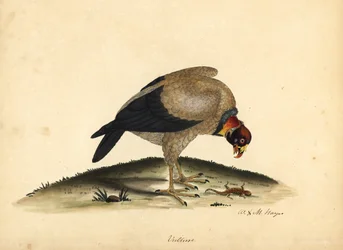 Sęp królewski, Sarcoramphus papa (Vultur papa). Ręcznie barwiony miedzioryt przedstawiający ilustrację autorstwa Williama Hayesa i jego córki M (Matyldy) z Portretów rzadkich i ciekawych ptaków z Menażerii w Osterly Park.