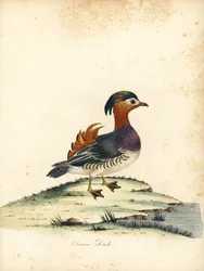 Kaczka mandarynka, Aix galericulata. (kaczka chińska, Anas galericulata) Ręcznie barwiony miedzioryt ilustracji Williama Hayesa z Portretów rzadkich i ciekawych ptaków z Menażerii Osterly Park, Londyn: Bulmer