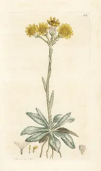 Pechowiec górski, Tephroseris integrifolia (Cineraria integrifolia). Ręcznie kolorowany miedzioryt wykonany przez Jamesa Sowerby