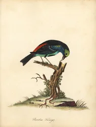 Tanager rajski, chilensis Tangara. (Tanagra tatao) Ręcznie barwiony miedzioryt ilustracji autorstwa Williama Hayesa z Portretów rzadkich i ciekawych ptaków z Menażerii Osterly Park (Londyn: Bulmer)