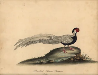 Bażant srebrny, Lophura nycthemera, samiec. (Bażant chiński ołówkiem, Phasianus nycthemerus) Ręcznie barwiony miedzioryt ilustracji autorstwa C. Hayesa z Portretów rzadkich i ciekawych ptaków Williama Hayesa z Menażerii w Osterly Park, Londyn