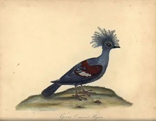 Zachodni gołąb koronowany, Goura cristata. (Wielki koronowany gołąb indyjski, Columba coronata). Wrażliwy. Ręcznie barwiony miedzioryt przedstawiający ilustrację autorstwa Williama Hayesa z Portretów rzadkich i ciekawych ptaków z Menażerii Osterly Park (Lo