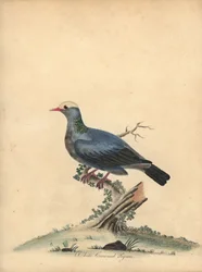 Gołąb białokoronowy, Patagioenas leucocephala. Prawie zagrożony. (Columba leucocephala) Ręcznie barwiony miedzioryt przedstawiający ilustrację autorstwa Williama Hayesa z Portretów rzadkich i ciekawych ptaków z Menażerii w Osterly Park.