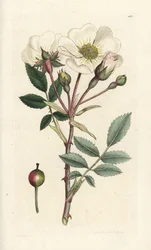 Biała róża, Rosa arvensis. Ręcznie kolorowany miedzioryt wykonany przez Jamesa Sowerby