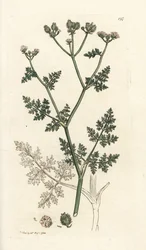 Biały koronkowy kwiat, Orlaya grandiflora (Mała pietruszka caucalis lub basard, Caucalis daucoides). Ręcznie barwiony miedzioryt wykonany przez Jamesa Sowerby