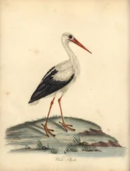 Bocian biały, Ciconia ciconia. (Ardea ciconia) Ręcznie kolorowany miedzioryt ilustracji autorstwa Williama Hayesa i Matildy Hayes z Portretów rzadkich i ciekawych ptaków Williama Hayesa z Menażerii Osterly Park, Londyn: Bulmer