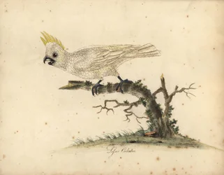 Kakadu żółtoczuba, Cacatua sulphurea. Krytycznie zagrożona. (Kakadu żółtoczuba mała) Ręcznie kolorowany miedzioryt według ilustracji Williama Hayesa z Portraits of Rare and Curious Birds from the Menagery of Osterly Park.