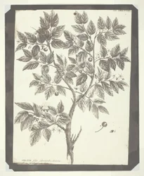 Kopia ryciny botanicznej „Celtis”