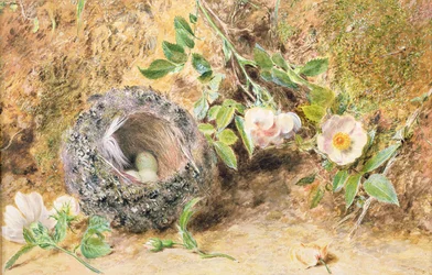 Martwa natura z ziębą gniazdową