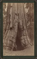 Smiths Cabin