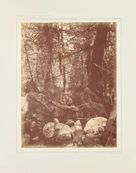Szlak w lesie, Gallatin Cañon