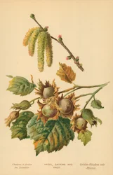 هیزل، کیټکینز او فروټپولي