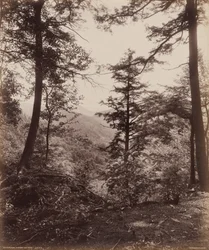 Widok na klif, przez drzewa, ok. 1895 (zdjęcie)
