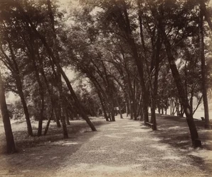 Tereny piknikowe, ok. 1895 (zdjęcie)