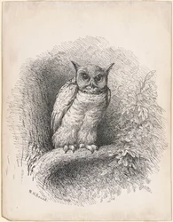 Sowa
