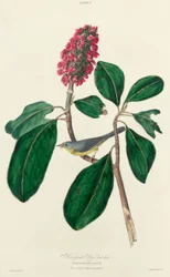 Łapacz much Bonaparte, 1827.