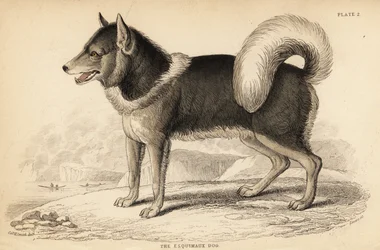 Kanadyjski pies eskimoski lub qimmiq, Canis lupus