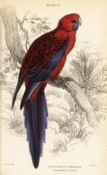 Rozella Karmazynowa, Platycercus elegans