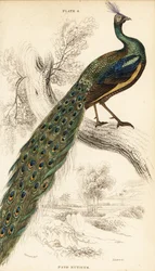 Paw zielony, Pavo muticus